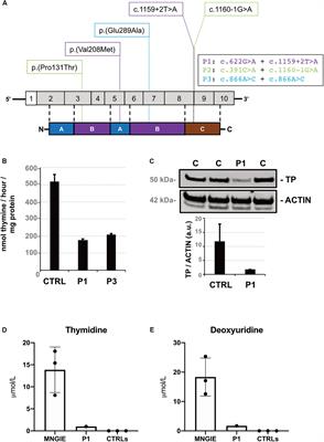 TYMP Variants Result in Late-Onset Mitochondrial Myopathy With Altered Muscle Mitochondrial DNA Homeostasis